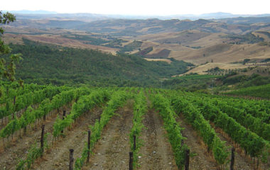 campinuovi-2 campinuovi-2