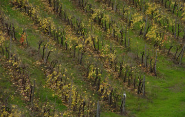 podere casaccia 2 podere casaccia 2