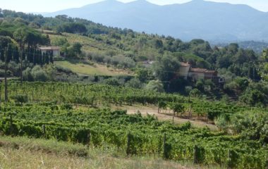 Calafata Calafata